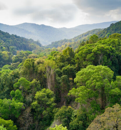 Rainforest canopy